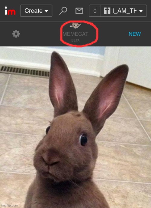 image tagged in img_2544 jpeg,really rabbit | made w/ Imgflip meme maker