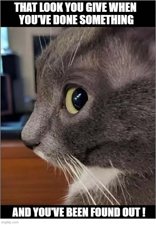 He Didn't Think They Would Notice ! | That look you give When 
 you've done something; and you've been found out ! | image tagged in cat,guilty,look | made w/ Imgflip meme maker