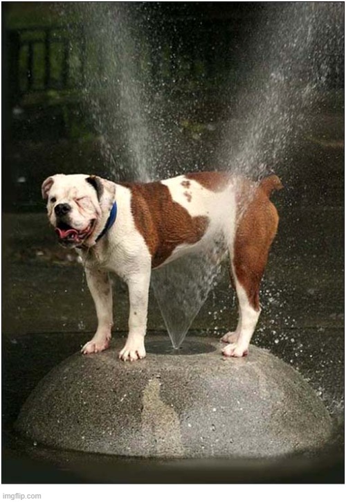 This Dog Knows How To Cool Down ! | image tagged in dogs,english bulldog,cooling down | made w/ Imgflip meme maker