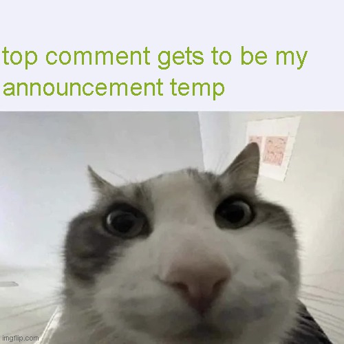 green text cat | top comment gets to be my; announcement temp | image tagged in green text cat | made w/ Imgflip meme maker