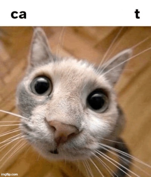 ca t | image tagged in ca t | made w/ Imgflip meme maker