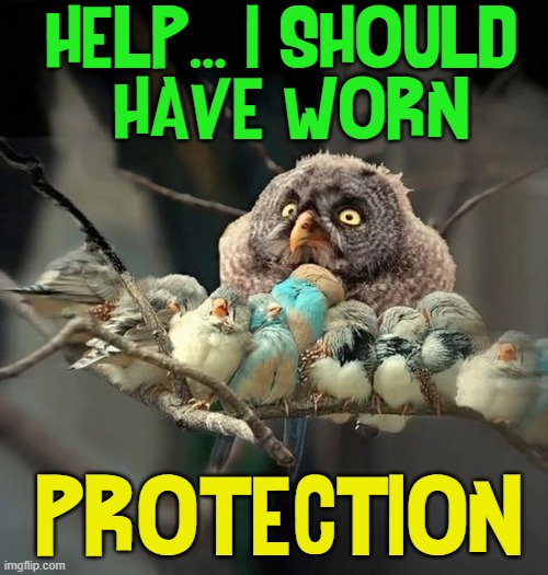 A Big Birds' Guide to Buyer's Remorse | Help... I should 
have worn; Protection | image tagged in vince vance,birds,nest,protection,memes,regrets | made w/ Imgflip meme maker