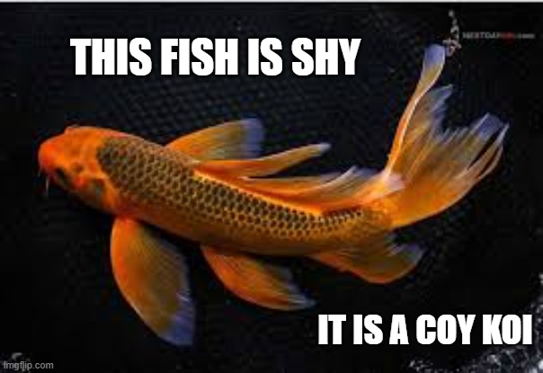 What do you call a shy fish?                   A coy koi. | This fish is shy; It is a coy koi | image tagged in funny,humor,joke,play on words,fish,funny meme | made w/ Imgflip meme maker