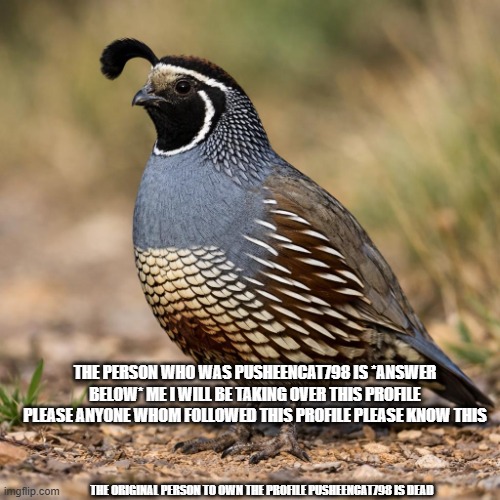 Sad news about the original user PusheenCat798 | the person who was Pusheencat798 is *answer below* me i will be taking over this profile please anyone whom followed this profile please know this; The original person to own the profile PusheenCat798 is dead | image tagged in male californain valley quail into a cartoon drawn in the style,sad news | made w/ Imgflip meme maker