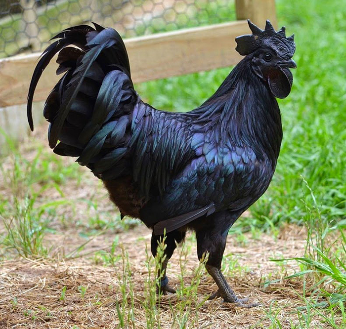 Black Chicken Blank Meme Template