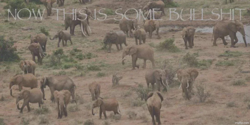 now this is some bullshit | image tagged in now this is some bullshit | made w/ Imgflip meme maker