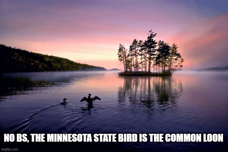 Some MAGAts on imgflip make fun of Minnesota for naming the common loon the state bird! | NO BS, the Minnesota State Bird is the Common Loon | image tagged in minnesota,common loon,state bird | made w/ Imgflip meme maker