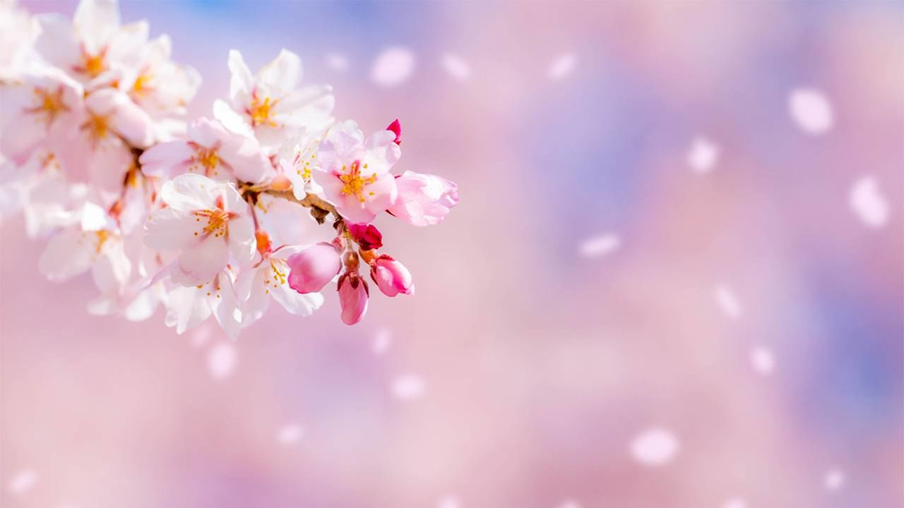 Haiku Cherry Blossom Background Blank Meme Template