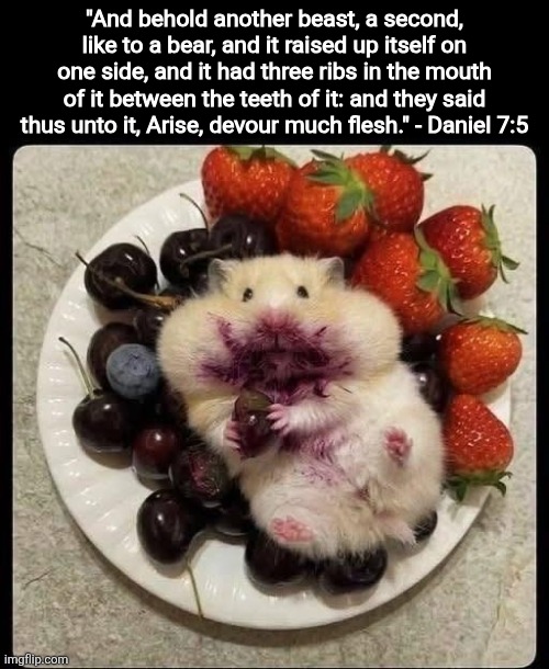 Hampter | "And behold another beast, a second, like to a bear, and it raised up itself on one side, and it had three ribs in the mouth of it between the teeth of it: and they said thus unto it, Arise, devour much flesh." - Daniel 7:5 | image tagged in hamster,bible,christian memes | made w/ Imgflip meme maker
