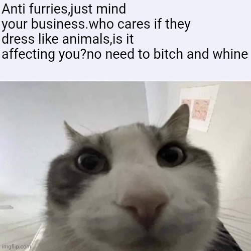green text cat | Anti furries,just mind your business.who cares if they dress like animals,is it affecting you?no need to bitch and whine | image tagged in green text cat | made w/ Imgflip meme maker