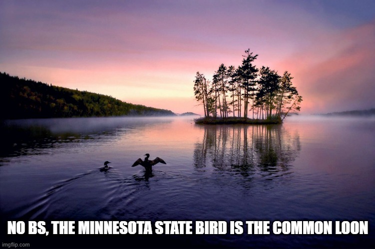 Some MAGAts on imgflip make fun of Minnesota for naming the common loon the state bird! | NO BS, the Minnesota State Bird is the Common Loon | image tagged in minnesota,common loon,state bird | made w/ Imgflip meme maker