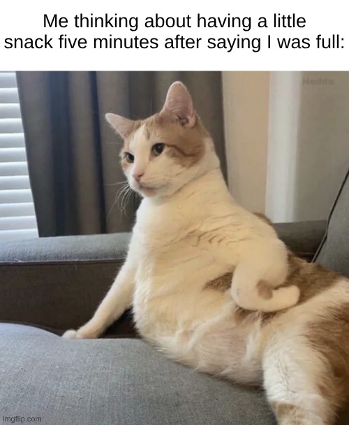Don't be a glutton | Me thinking about having a little snack five minutes after saying I was full: | image tagged in cats | made w/ Imgflip meme maker