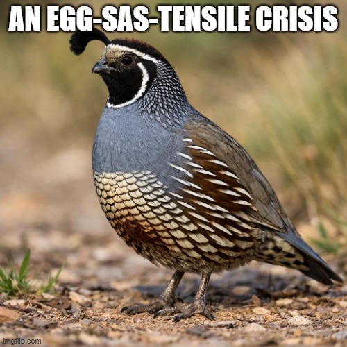 Proceed with carefullness | An Egg-Sas-tensile Crisis | image tagged in male californain valley quail into a cartoon drawn in the style,remix,badjoke | made w/ Imgflip meme maker