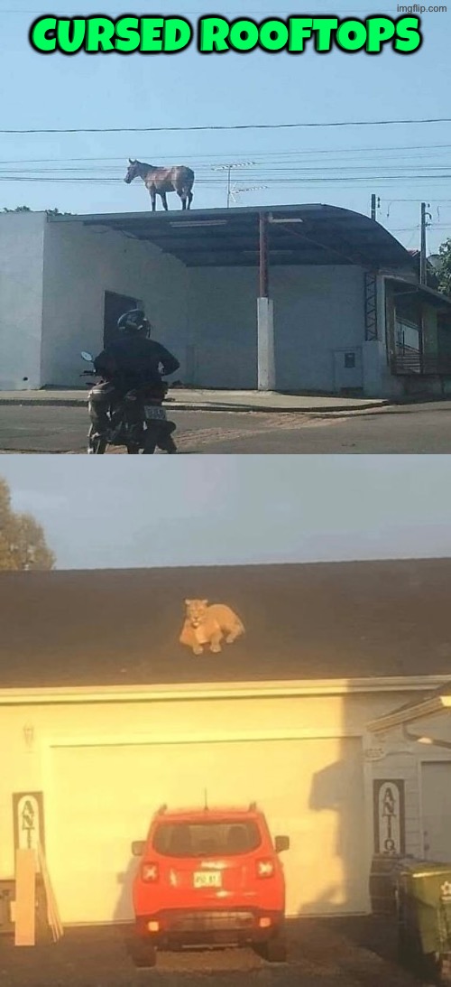 Cursed Rooftops | Cursed Rooftops | image tagged in cursed images,roof,animals,excuse me wtf,how,weird stuff | made w/ Imgflip meme maker