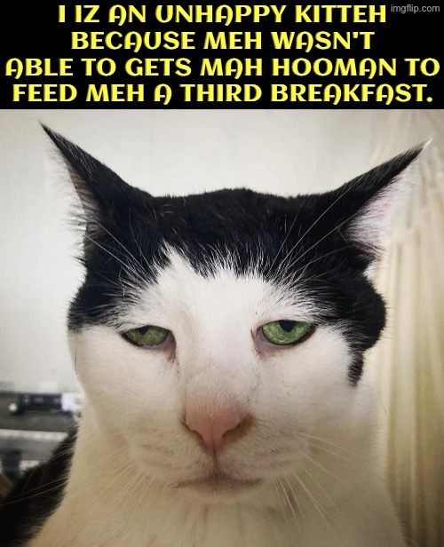 Third Breakfast Fail | I iz an unhappy kitteh because meh wasn't able to gets mah hooman to feed meh a third breakfast. | image tagged in cats,funny cats,unhappy,second breakfast,feed me,depressed cat | made w/ Imgflip meme maker