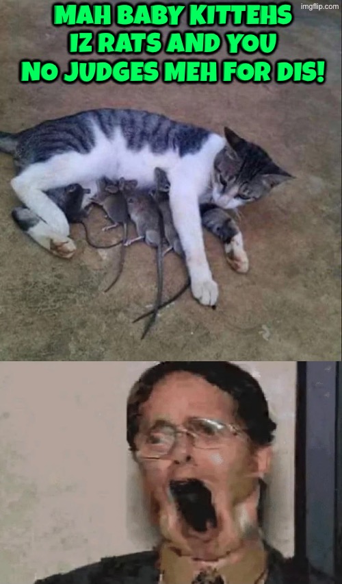 And You No Judges Meh | Mah baby kittehs iz rats and you no judges meh for dis! | image tagged in cats,funny cats,rats,what did i just see,cursed images,excuse me wtf | made w/ Imgflip meme maker