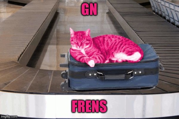 RayCat travelling carousel | Gn; Frens | image tagged in raycat travelling carousel | made w/ Imgflip meme maker