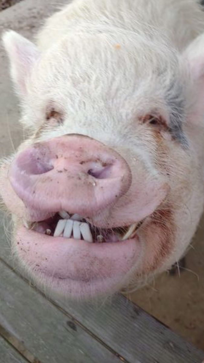 pig meme Blank Meme Template