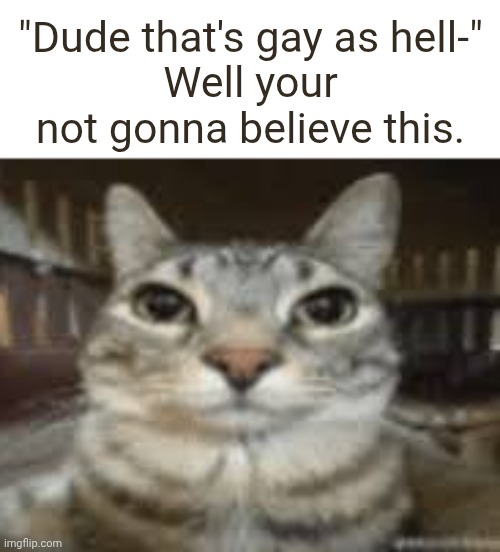 bleh | "Dude that's gay as hell-"
Well your not gonna believe this. | image tagged in cat staring | made w/ Imgflip meme maker