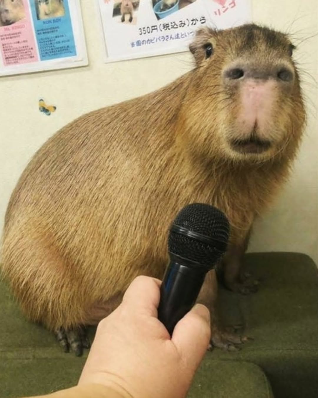 Capybara interview Blank Meme Template