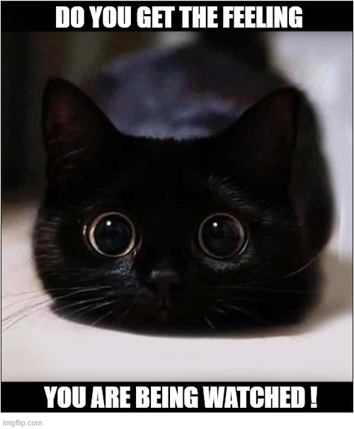 Those Eyes ! | Do You Get The Feeling; You Are Being Watched ! | image tagged in cats,eyes,watching | made w/ Imgflip meme maker