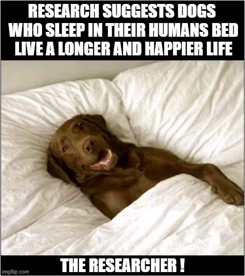 I Find This A Little Suspicious ... | Research suggests dogs 
who sleep in their humans bed
 live a longer and happier life; The Researcher ! | image tagged in dogs,research,bed,long life,happiness | made w/ Imgflip meme maker