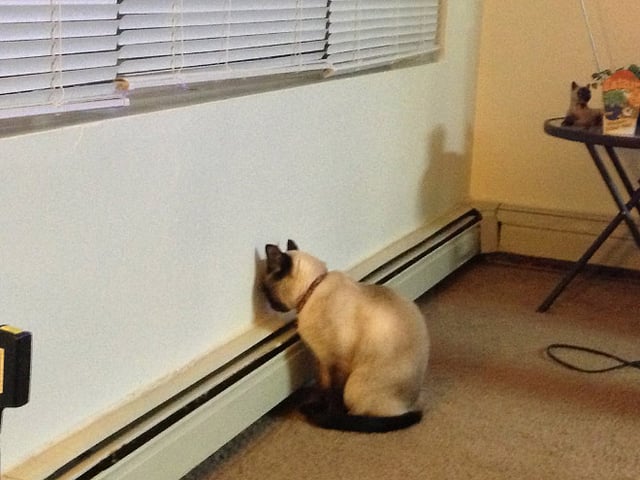 cat staring at wall Blank Meme Template