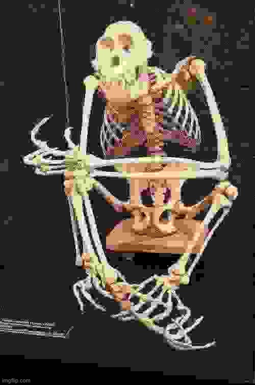 Monke skeleton | image tagged in monke skeleton | made w/ Imgflip meme maker