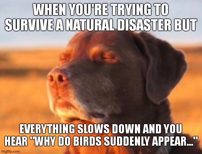 meme | when you're trying to survive a natural disaster but; everything slows down and you hear "why do birds suddenly appear..." | image tagged in dog accepting fate | made w/ Imgflip meme maker