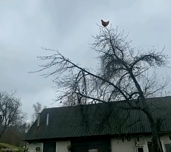 screaming chicken on tree | image tagged in screaming chicken on tree | made w/ Imgflip meme maker