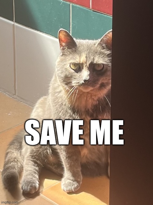 My cat | Save me | image tagged in img_8487 jpeg | made w/ Imgflip meme maker