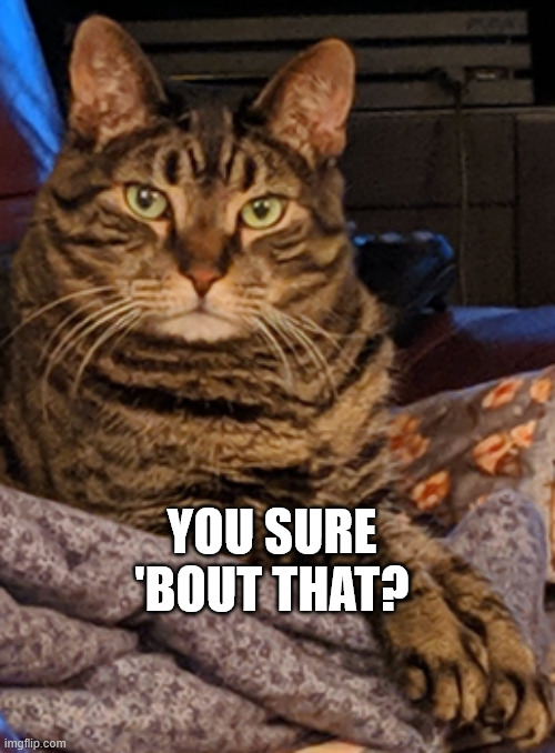 Judgy Cat Judges You | You sure 'bout that? | image tagged in you sure 'bout that | made w/ Imgflip meme maker