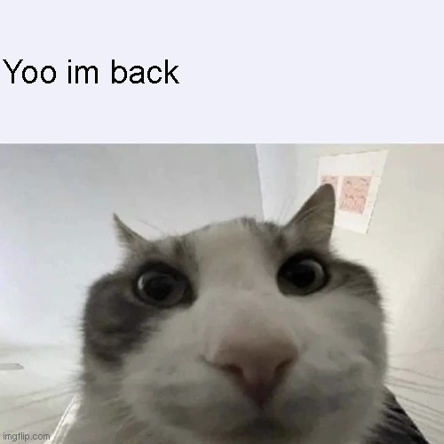 green text cat | Yoo im back | image tagged in green text cat | made w/ Imgflip meme maker
