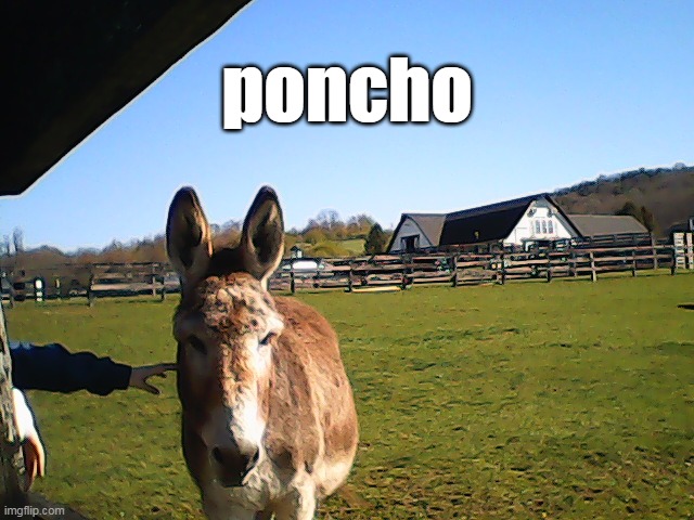 poncho | poncho | image tagged in donkey,cute,funny,memes,name | made w/ Imgflip meme maker