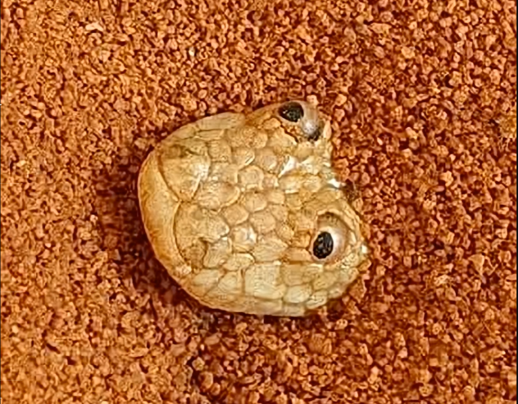 Arabian Sand Boa Blank Meme Template