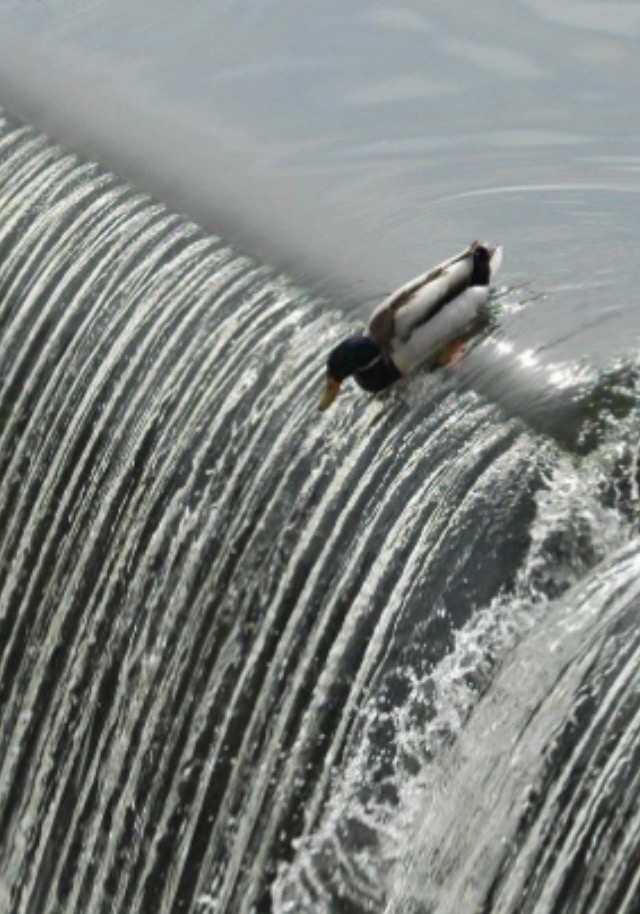 Toss duck Blank Meme Template