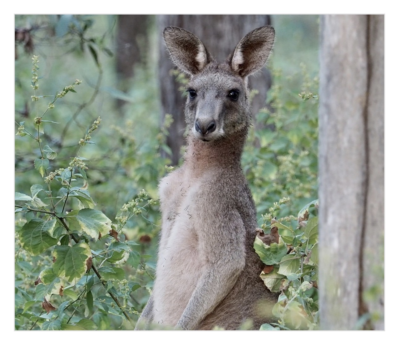 Skippy The Bush Kangaroo Blank Meme Template