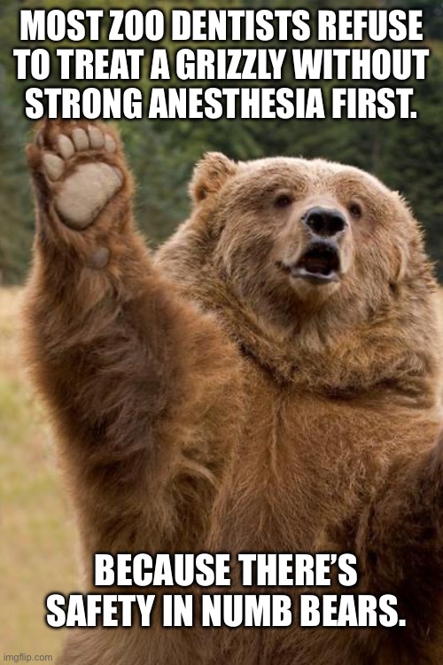 Numb bears | Most zoo dentists refuse
to treat a grizzly without
strong anesthesia first. Because there’s safety in numb bears. | image tagged in bear has a question,puns,dad joke,lame,laugh | made w/ Imgflip meme maker