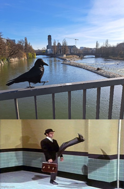 Silly crow | image tagged in crow of silly walks,ministry of silly walks,silly,monty python | made w/ Imgflip meme maker