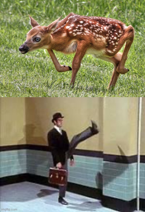 Monty Python | image tagged in silly walk deer,silly walks | made w/ Imgflip meme maker