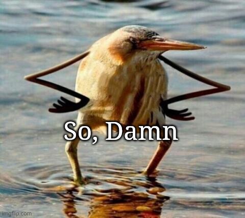 So, Damn Bird Template | So, Damn | image tagged in so blat bird,memes,bird,template | made w/ Imgflip meme maker