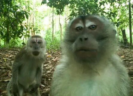 2 monkeys Blank Meme Template