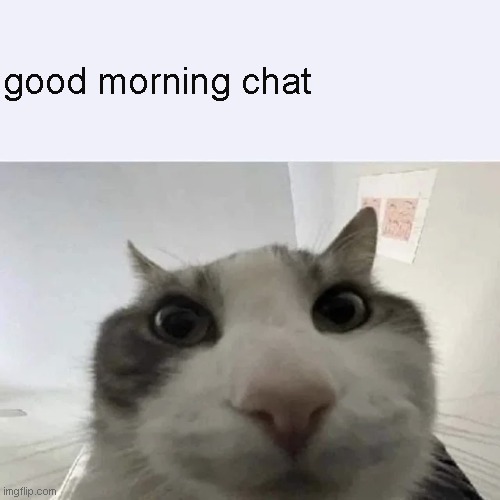 green text cat | good morning chat | image tagged in green text cat | made w/ Imgflip meme maker