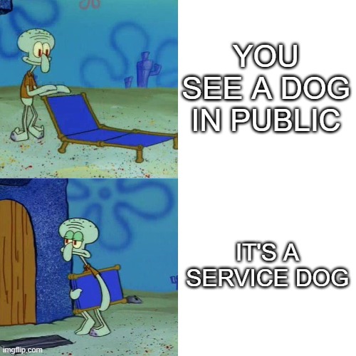 You see a dog in public It's a service dog | image tagged in squidward chair | made w/ Imgflip meme maker
