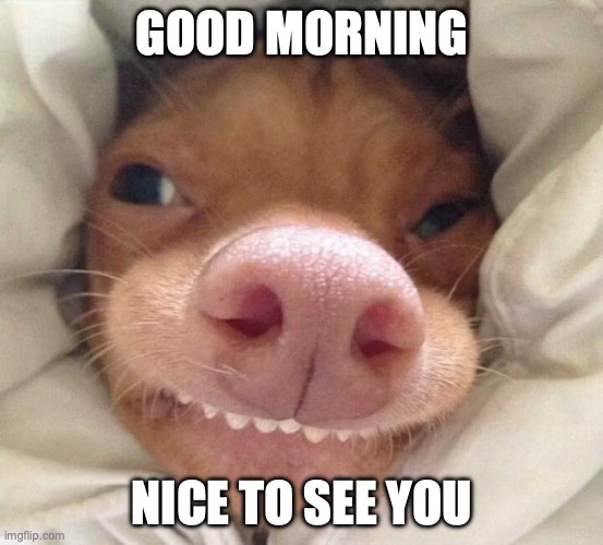 good morning | Good morning; Nice to see you | image tagged in good morning | made w/ Imgflip meme maker