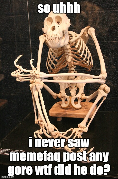 Monke skeleton | so uhhh; i never saw memefaq post any gore wtf did he do? | image tagged in monke skeleton | made w/ Imgflip meme maker