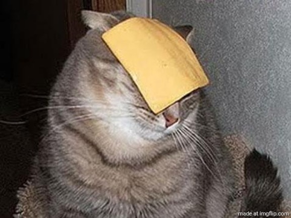 image tagged in cats with cheese | made w/ Imgflip meme maker