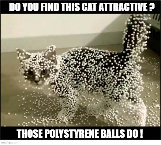 A Bit Of A Science Experiment ! | Do You Find This Cat Attractive ? Those polystyrene balls do ! | image tagged in cats,static,science | made w/ Imgflip meme maker