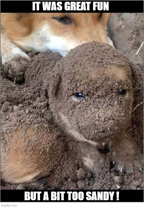 The Day At The Beach ! | It Was Great Fun; But A Bit Too Sandy ! | image tagged in dogs,puppy,day at the beach,sandy | made w/ Imgflip meme maker