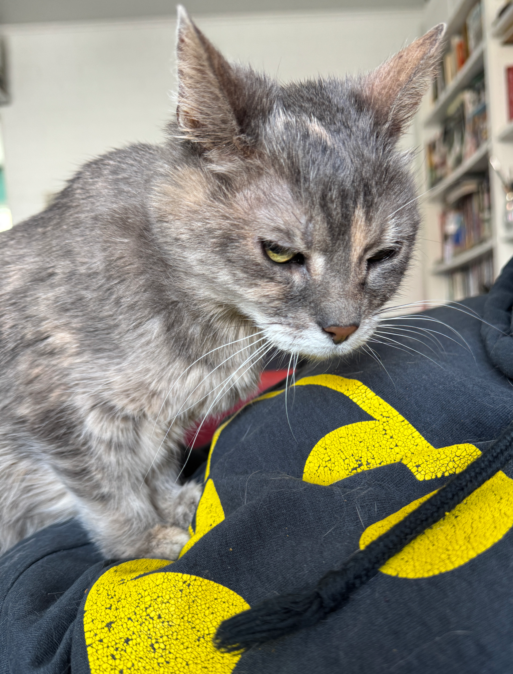 Symphony Cat RBF Blank Meme Template